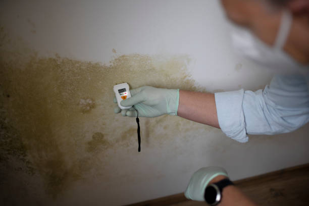 Professional Mold Removal in Neuse Forest, NC